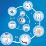 Decoding the Timetable of Organ Aging: Insights from Proteomic Studies