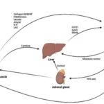 Unlocking the Brain’s Potential: The Role of Creatine in Neuroprotection