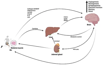 Unlocking the Brain’s Potential: The Role of Creatine in Neuroprotection
