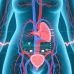Unveiling Altered Blood Pressure Reflexes in Women with Endometriosis: Implications for Cardiovascular Health