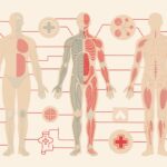 警告サインを見分ける：体の赤い線とその意味