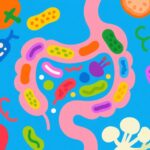 Probiotics and Prebiotics: Unlocking the Secrets of Gut Health and Immunity
