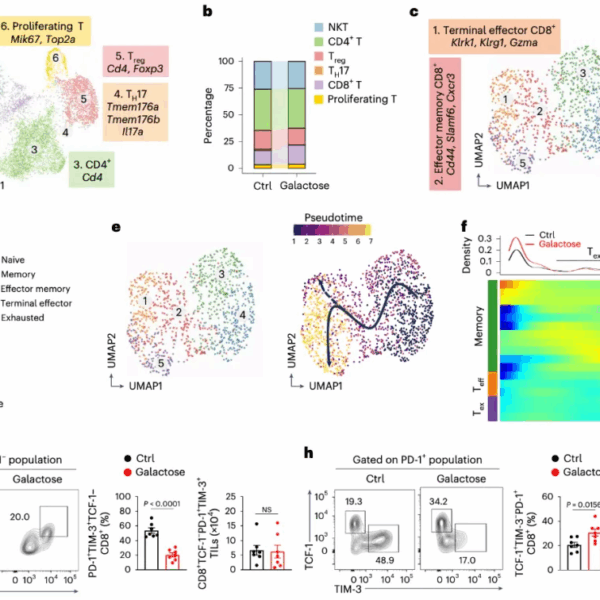 牛奶中的半乳糖，可阻止免疫细胞衰竭，强力抑制肿瘤