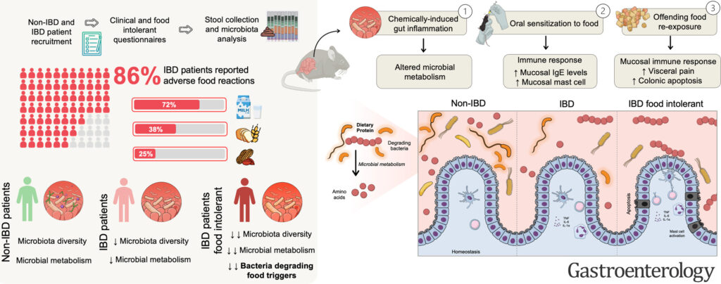 Disrupted Microbial Metabolism in Gut Inflammation as a Key Driver of Adverse Food Reactions in IBD